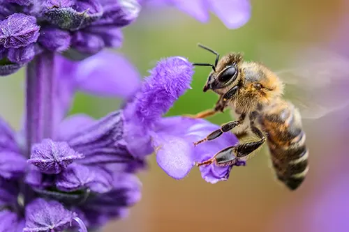 Honey tasting experience: savor Halkidiki’s golden treasure