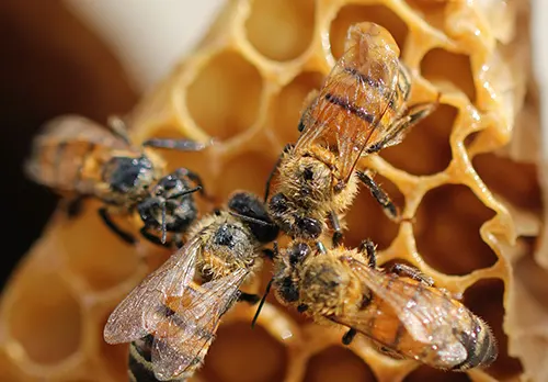 Honey tasting: γευτείτε το χρυσαφένιο θησαυρό της Χαλκιδικής